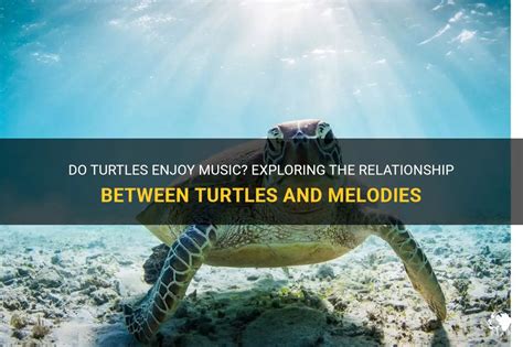 do turtles like music that humans create